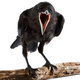 Image for article titled How did crows develop a social safety net?